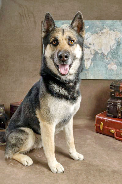 pet rdhs Maximus 06-12-21